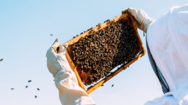 p12-apicultura