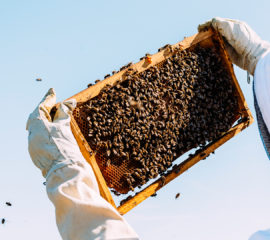 p12-apicultura